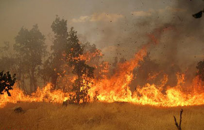آتش سوزی باغ ها سال جاری