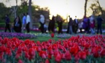 جشنواره گل لاله در استان مرکزی