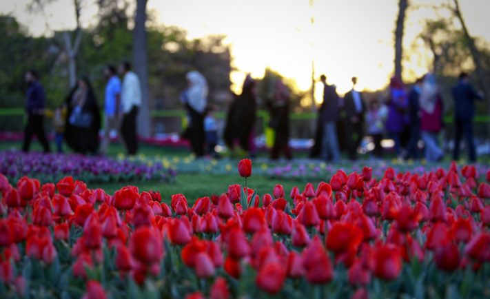 جشنواره گل لاله در استان مرکزی